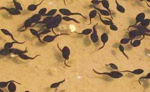 《小蝌蚪找妈妈》教案