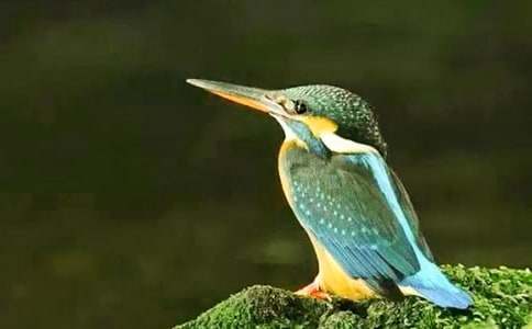 关于翠鸟教案模板7篇