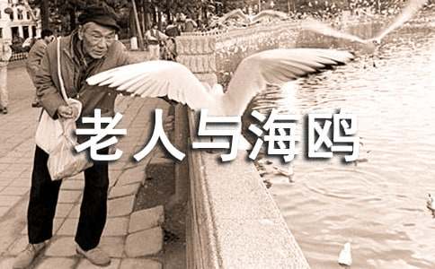 课文《老人与海鸥》教学设计