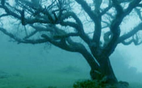 《小苗与大树的对话》教学设计