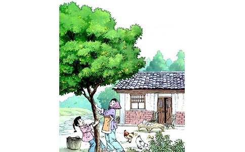 《桂花雨》教学设计(通用13篇)