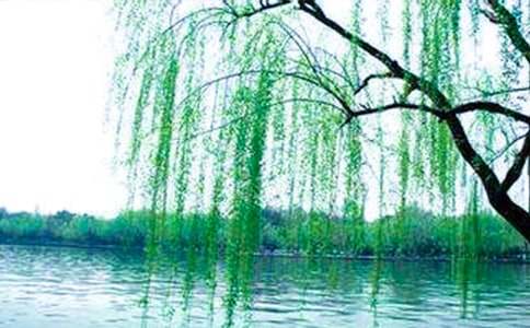 小柳树和小枣树教学反思