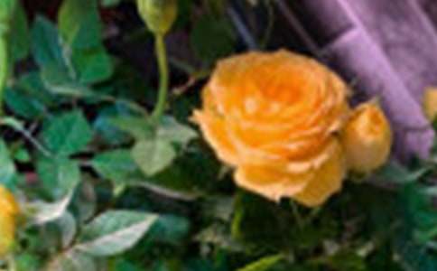 《玫瑰花》教学设计（通用10篇）