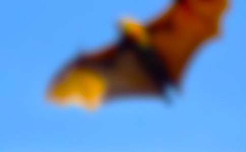 蝙蝠和雷达教学设计（精选11篇）