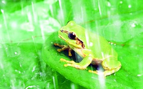 《青蛙写诗》教学设计（通用11篇）