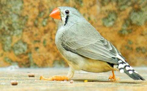 珍珠鸟教学反思（通用10篇）