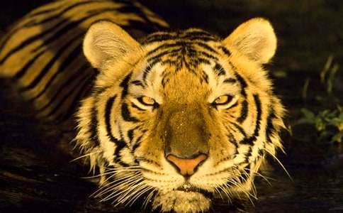 《两只老虎》小班教案（精选15篇）