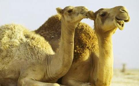 人教版三年级上册《找骆驼》教学设计