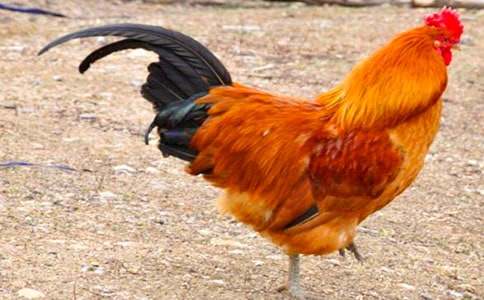 大班语言领域《快乐的小公鸡》教案(通用12篇)