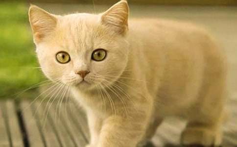 《小猫种鱼》教案设计(精选5篇)