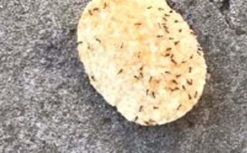 小班《小蚂蚁》活动教案（通用10篇）