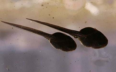 小班小蝌蚪找妈妈教案(通用13篇)