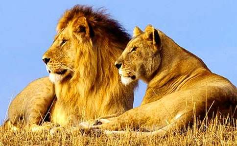 狮子和鹿教案最新