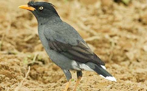 实用的《乌鸦喝水》教案(精选10篇)