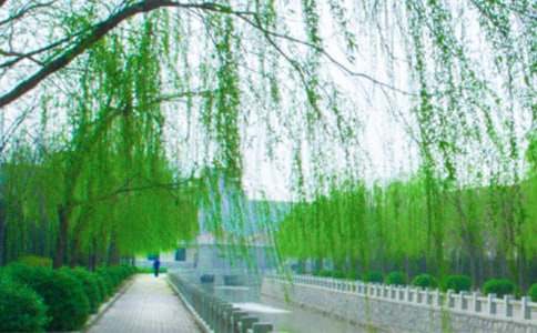 《小柳树和小枣树》教学设计(精选11篇)