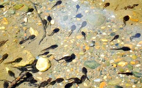 小蝌蚪找妈妈教案(通用9篇)