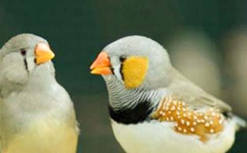 小学五年级《珍珠鸟》教案