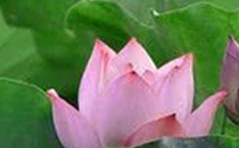 关于《荷花淀》教案三篇