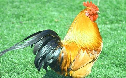 四年级美术优秀教案《艳丽的大公鸡》(通用14篇)