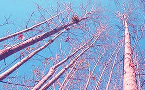 白杨礼赞教案设计（精选10篇）