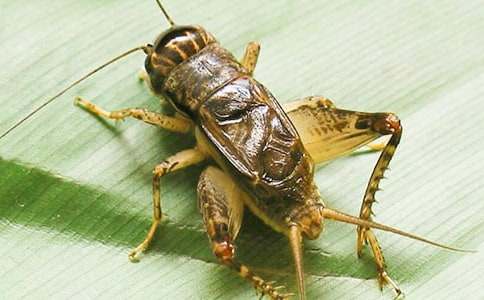 部编版蟋蟀的住宅第一课时教学设计(通用6篇)