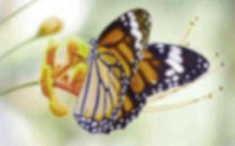 中班语言课件教案：《三只蝴蝶》