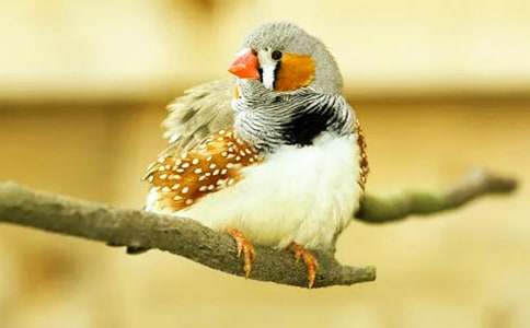 《珍珠鸟》教案