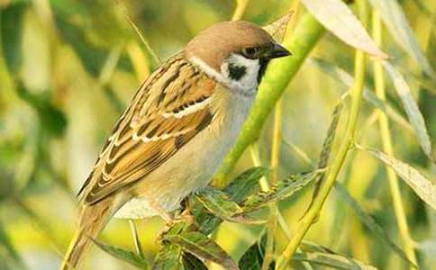 部编版四年级上册《16.麻雀》教案（精选10篇）