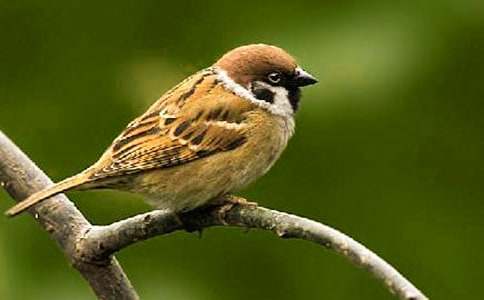 《麻雀》教学设计（精选10篇）