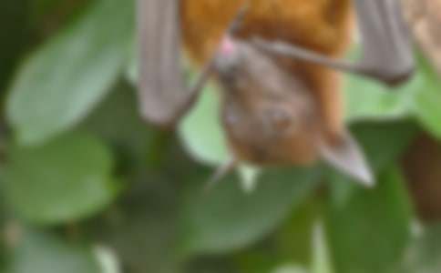 《蝙蝠和雷达》教学设计