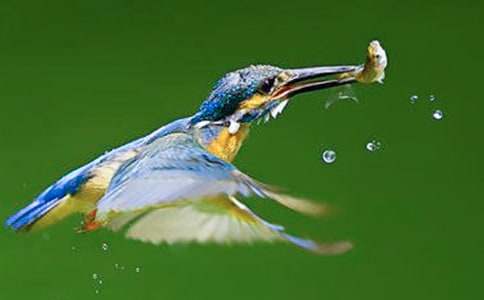 优质课《翠鸟》教学设计及反思