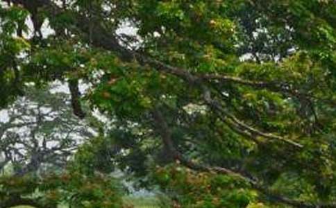 小学语文《白杨》教学设计