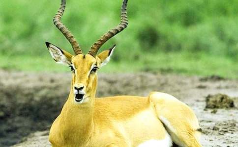 《羚羊木雕》教学设计（通用18篇）