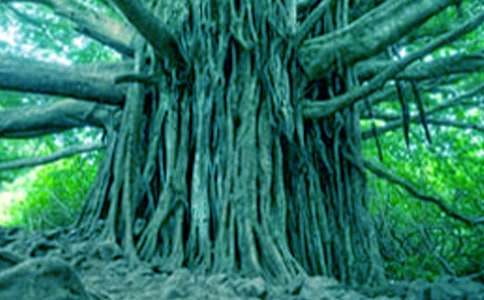 关于《小苗与大树的对话》优秀的教学设计