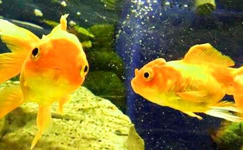 人教版五年级下册《渔夫和金鱼的故事》教学设计