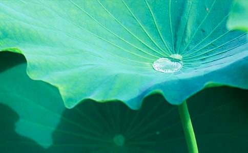 《荷叶圆圆》教学设计