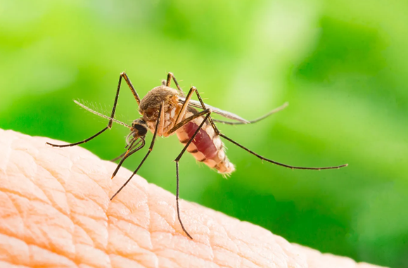 冰岛首次发现蚊子 气候变暖让极北岛屿更适宜生存