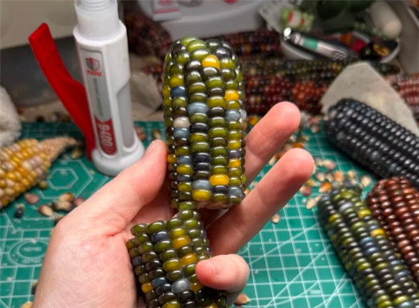 文玩玉米需求暴涨价格炒到上万元 医生：频繁盘可能损害健康