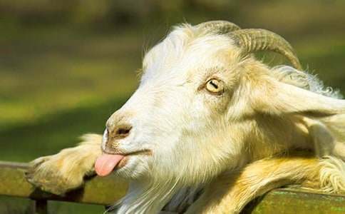 中英文阅读《狼和七只小山羊》