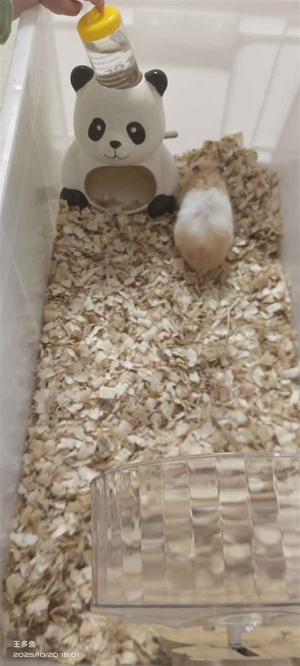 女子花几十块买猪食槽收纳孩子玩具：不照常理出牌更好用！
