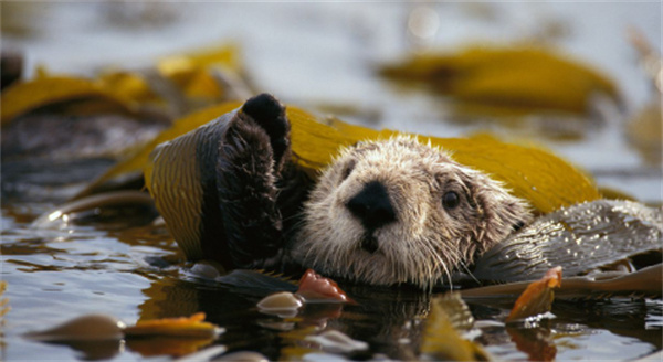 神奇海洋10月29日今日答案2025