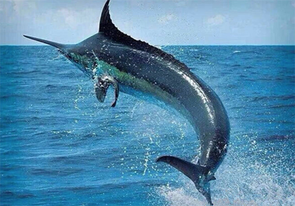 神奇海洋10月31日今日答案2025