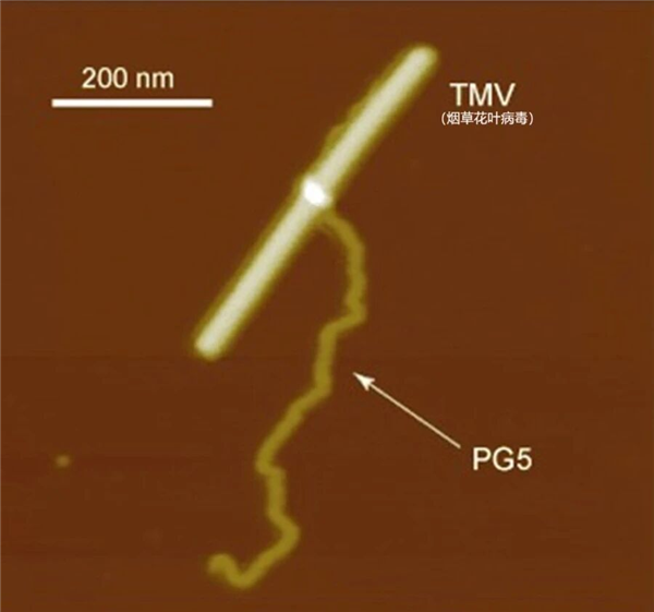 迄今最大的人工合成稳定分子:质量=2亿个氢原子