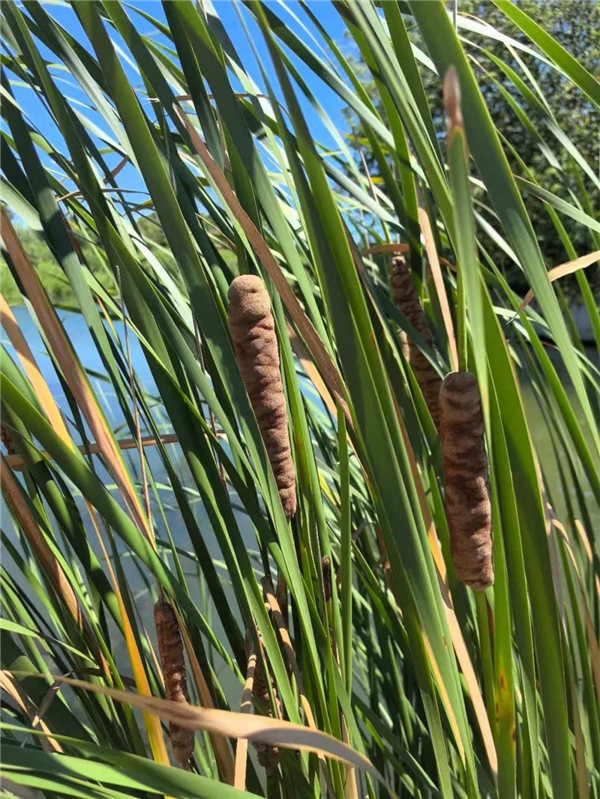 遇到这种“爆炸烤肠” 千万别随便捡回家!