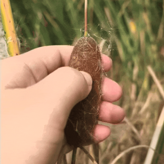 遇到这种“爆炸烤肠” 千万别随便捡回家!