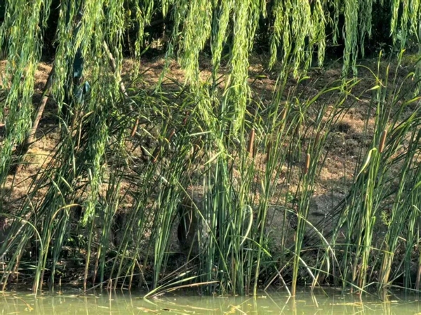 遇到这种“爆炸烤肠” 千万别随便捡回家!