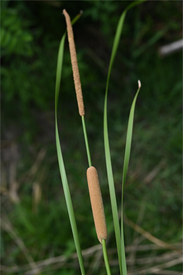 遇到这种“爆炸烤肠” 千万别随便捡回家!