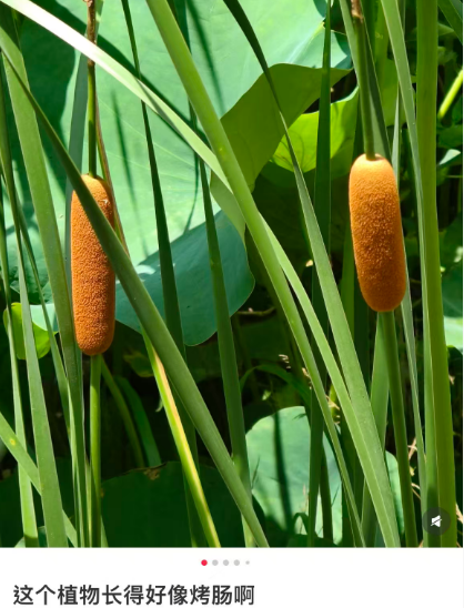 遇到这种“爆炸烤肠” 千万别随便捡回家!