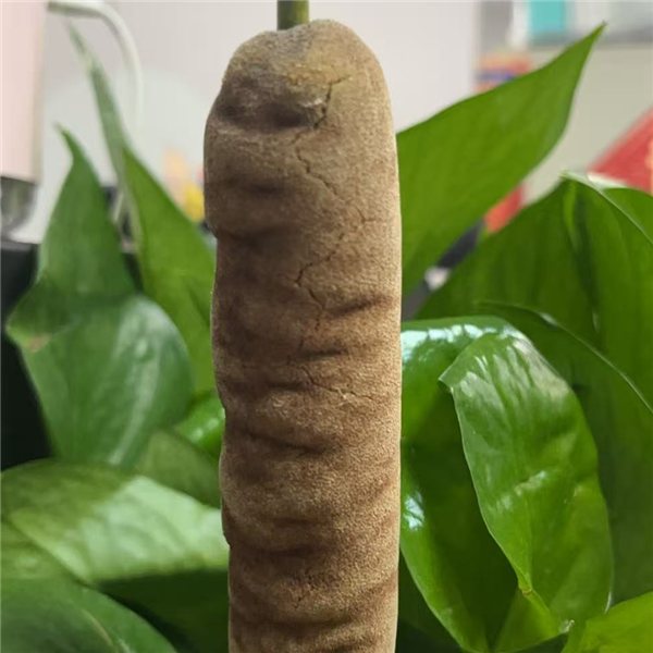 遇到这种“爆炸烤肠” 千万别随便捡回家!