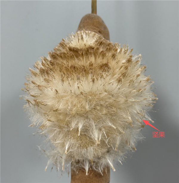 遇到这种“爆炸烤肠” 千万别随便捡回家!